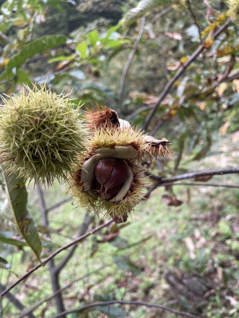 DH細木「秋」